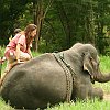 elephant_chiangmai (203)
